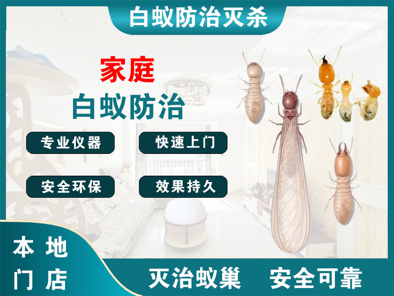秀洲区家庭白蚁防治